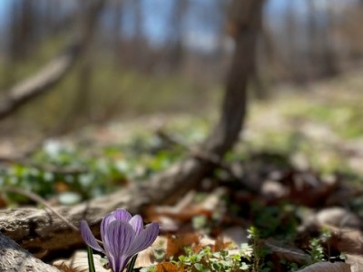 The Hidden Cost of Adoption; Masked as a Performance of&nbsp;Love